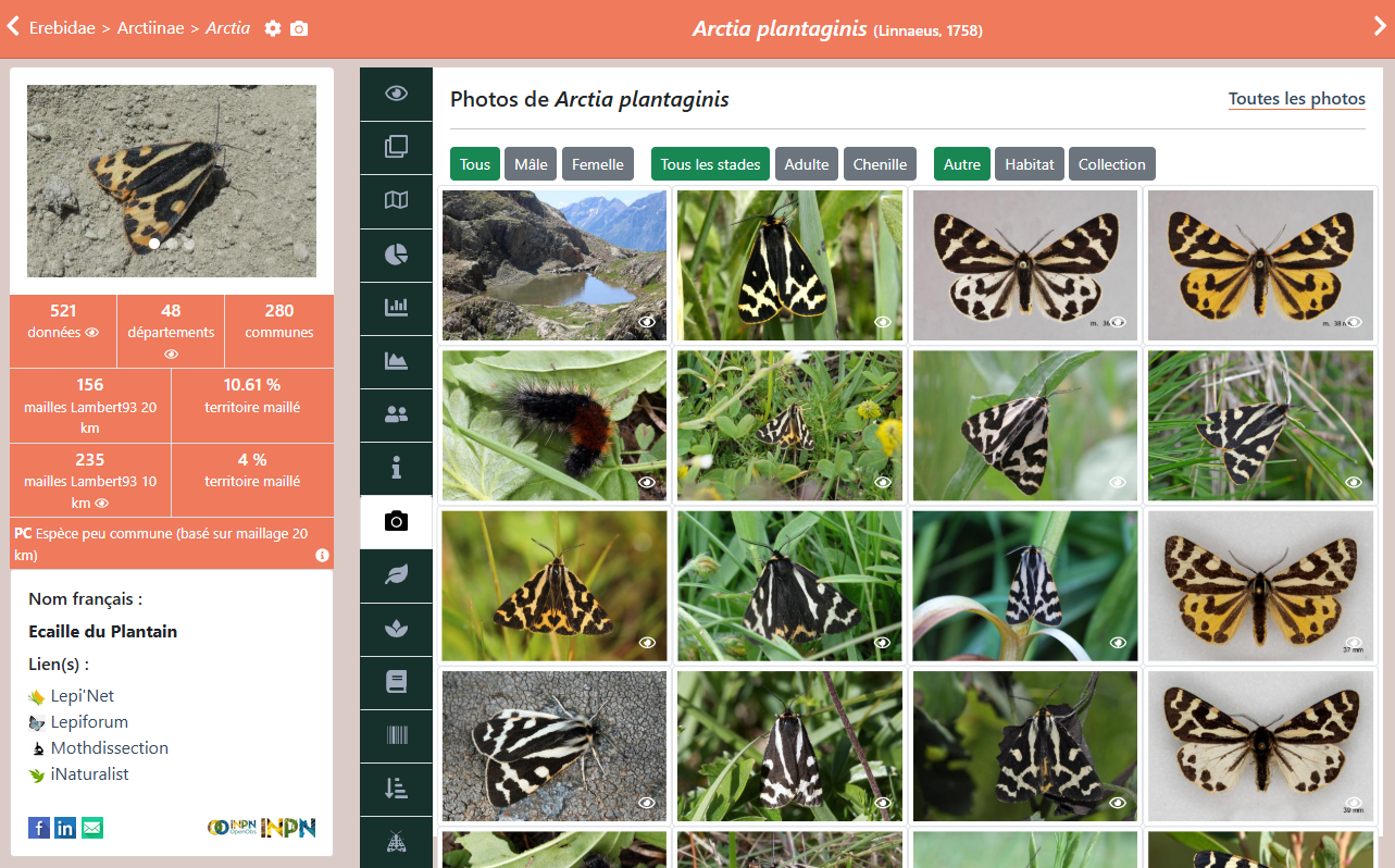 Capture d'écran d'une fiche taxon sur Artemisiae