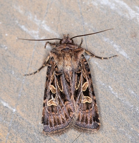 Chersotis oreina (Dufay, 1984), Noctuidae, Hautes-Alpes — espèce éponyme de l'association