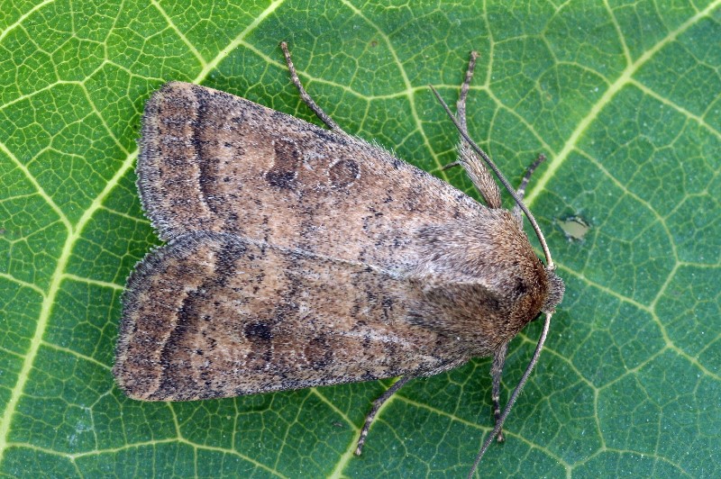Lancement du “Labo Lepido” – Une nouvelle série de rencontres et partage de connaissance entomologiques en visio