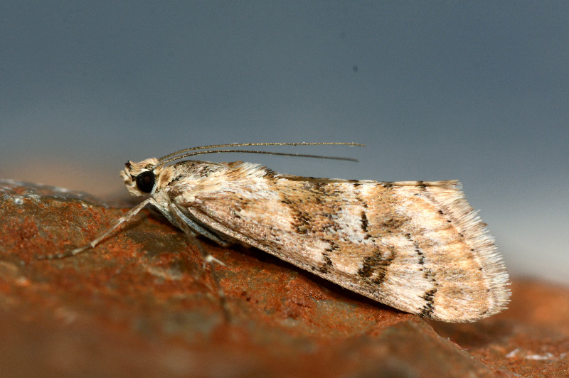 A la recherche de Cornifrons ulceratalis